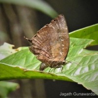 Arhopala centaurus Doubleday, 1847